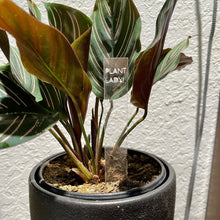 Load image into Gallery viewer, Plant Marker / Stick