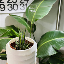 Load image into Gallery viewer, Plant Marker / Stick